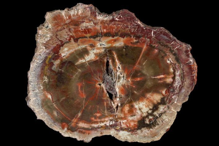 Polished Petrified Wood (Araucaria) Slab - Arizona #114522